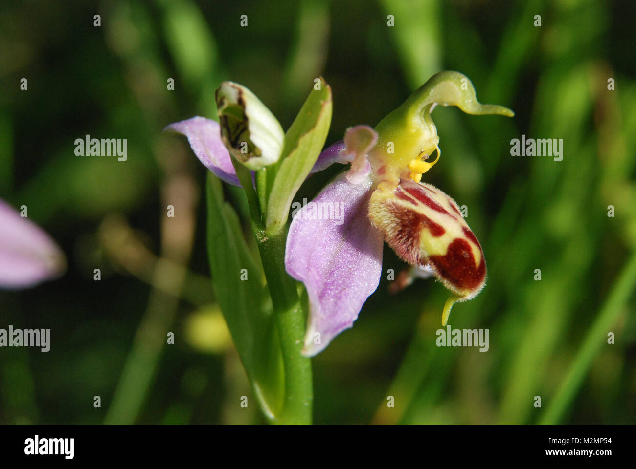 Close-up di un ape (orchidee Ophrys apifera) in un prato di fiori selvaggi in Hampshire, Regno Unito Foto Stock