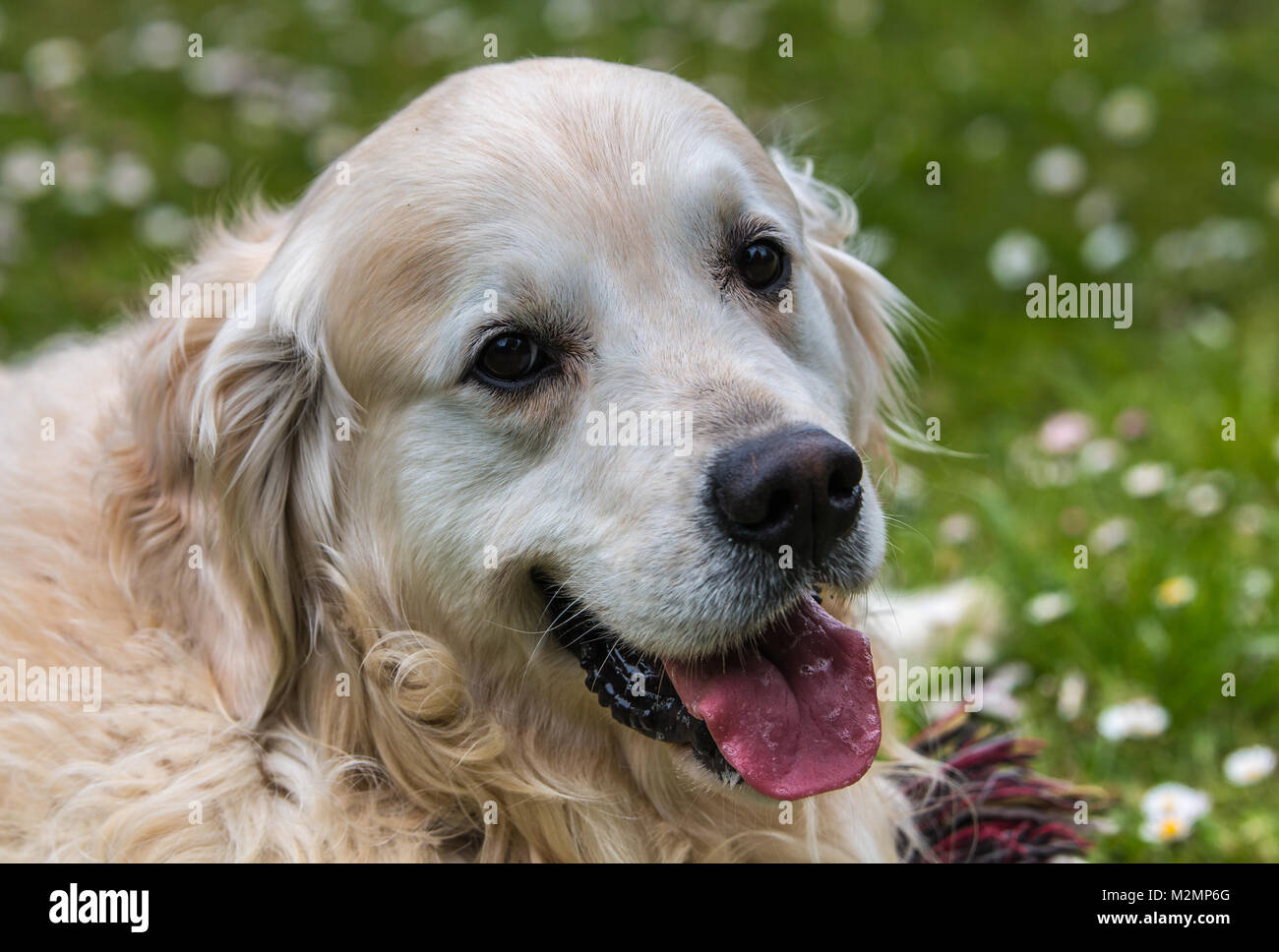 Close-up del migliore amico dell'uomo, il cane, e nel mio caso della mia golden retriever nominato principe, che con il loro aspetto, le espressioni rituali, ecc. m Foto Stock