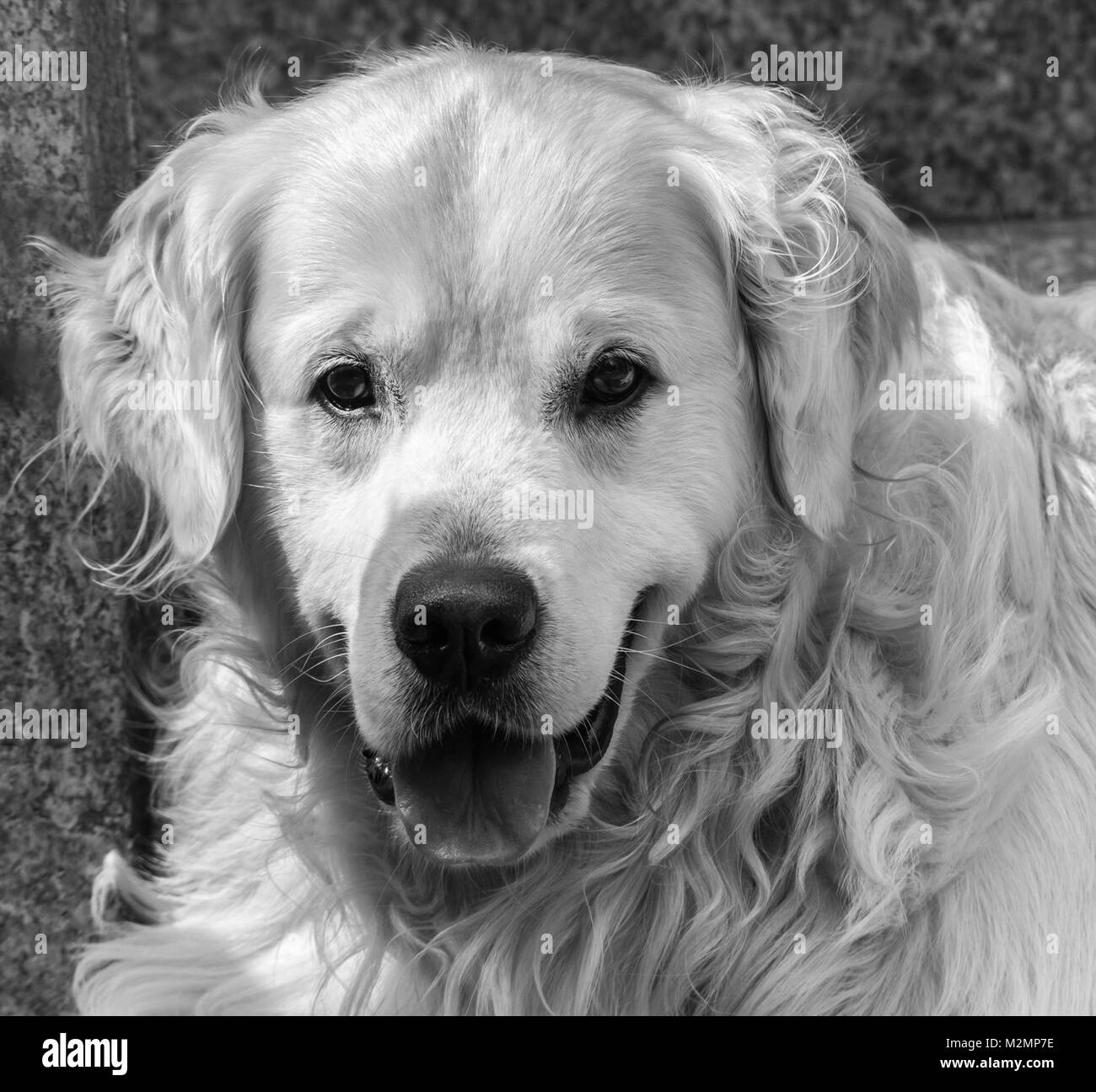Close-up del migliore amico dell'uomo, il cane, e nel mio caso della mia golden retriever nominato principe, che con il loro aspetto, le espressioni rituali, ecc. m Foto Stock