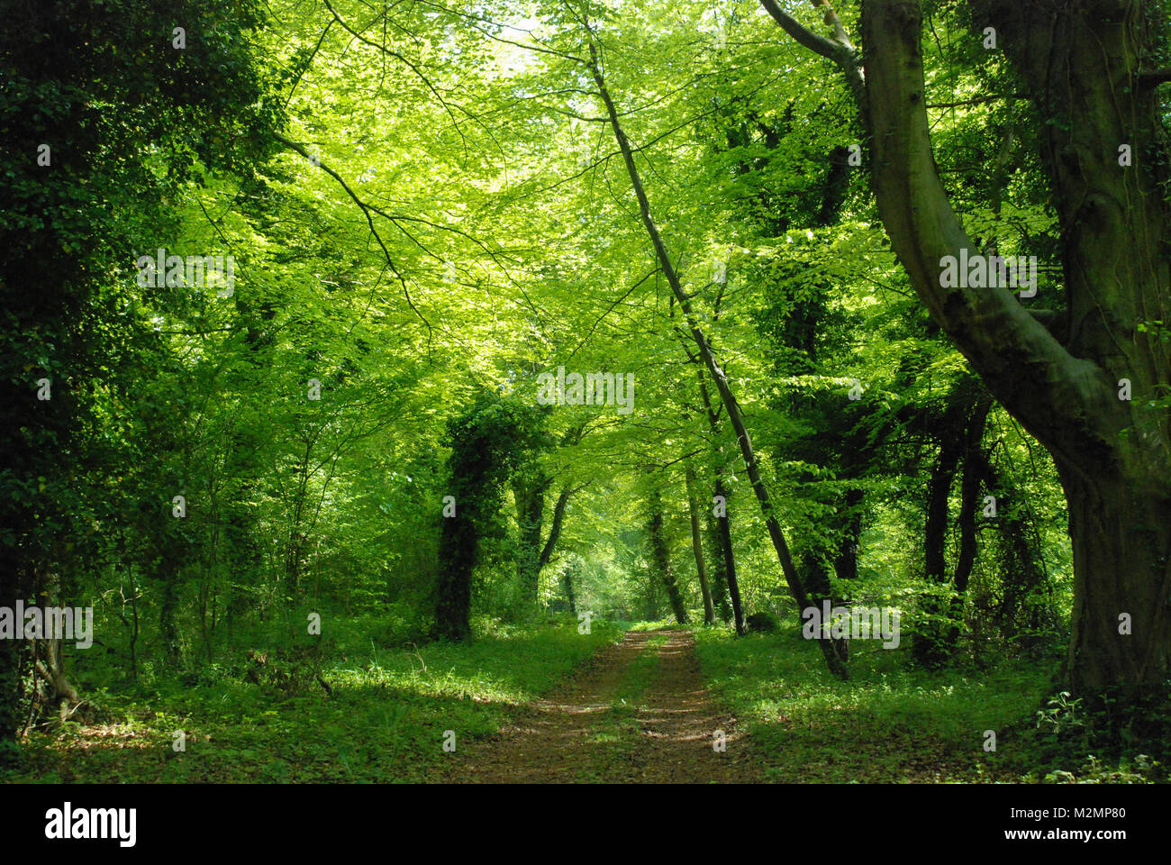 Percorso del bosco in primavera - bella vista attraverso nuovi alberi verdi a Chappett's Copse, un legno di faggio nella struttura Meon Valley, Hampshire, Regno Unito, nel maggio Foto Stock