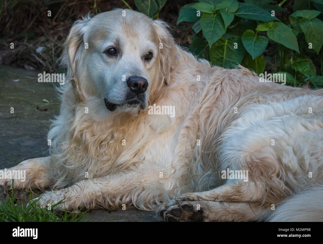 Close-up del migliore amico dell'uomo, il cane, e nel mio caso della mia golden retriever nominato principe, che con il loro aspetto, le espressioni rituali, ecc. m Foto Stock