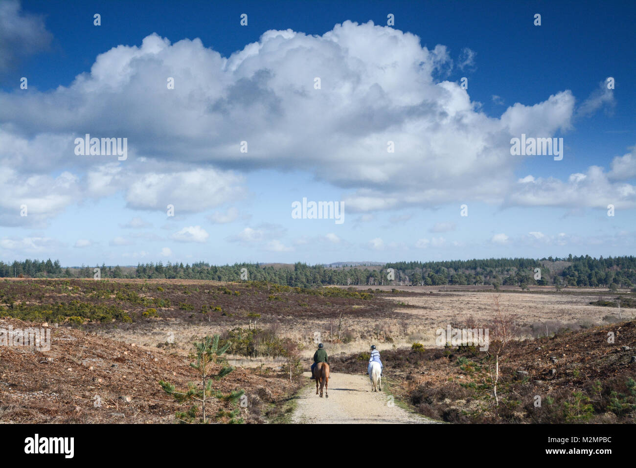 Piloti del cavallino godendo gli ampi spazi aperti nel nuovo Parco Nazionale Foreste Hampshire, Regno Unito Foto Stock