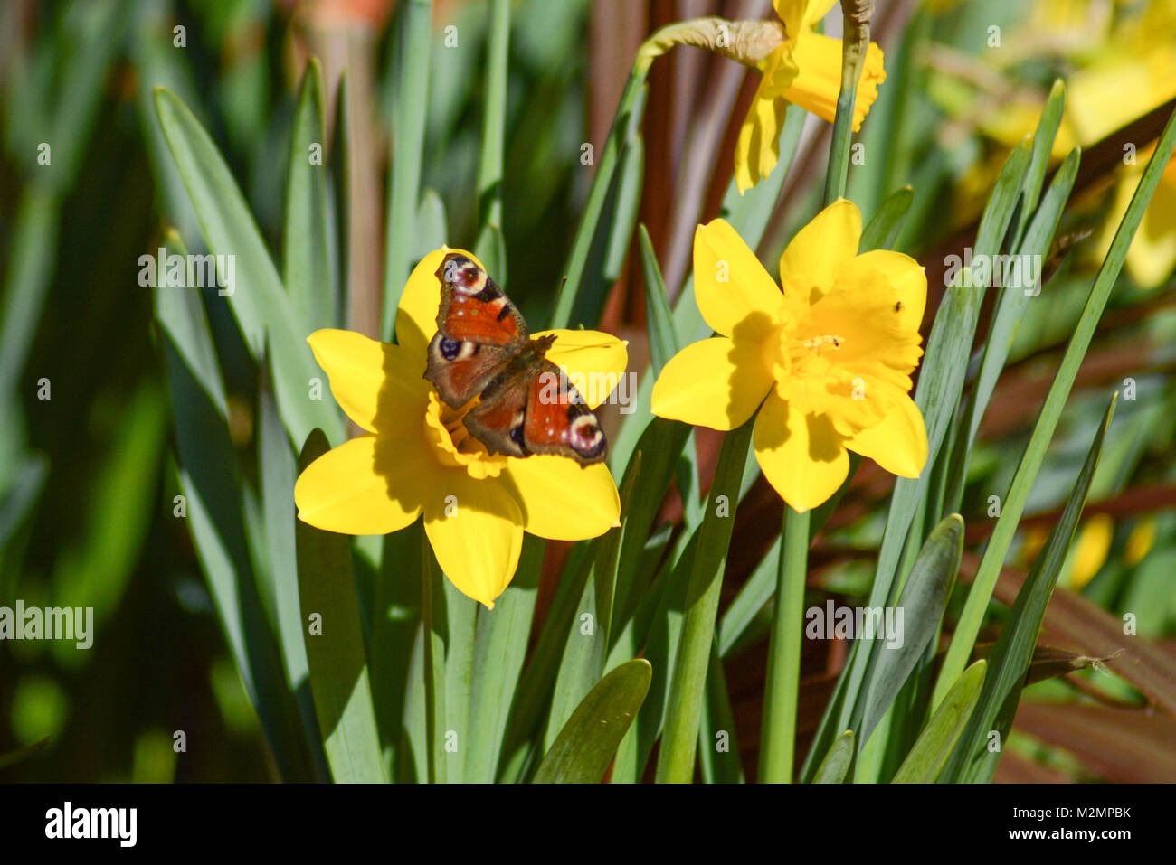 Farfalla pavone (Aglais io) su giallo daffodil - giardino - la fauna selvatica in primavera Foto Stock