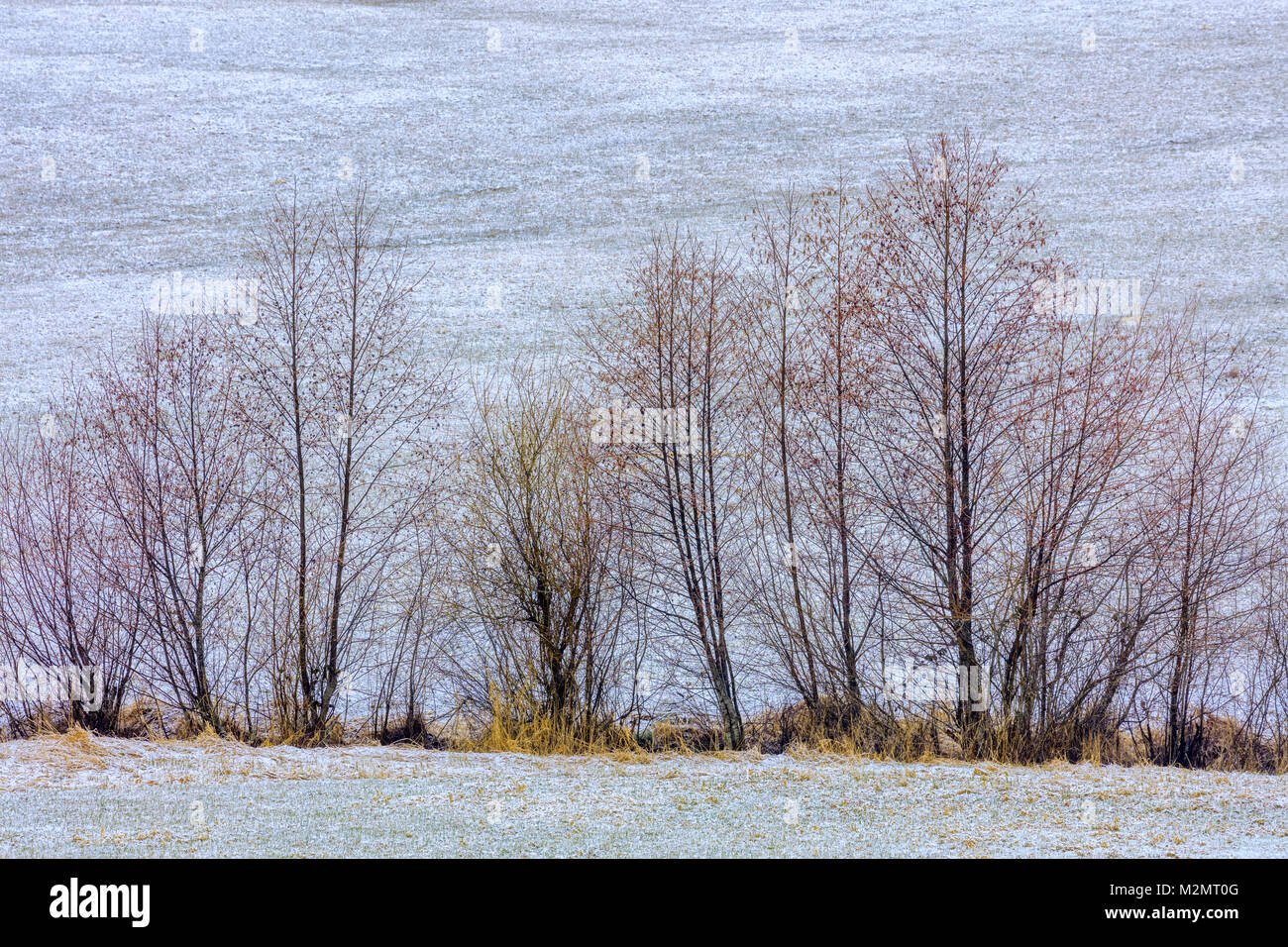 Coperta di neve fattoria sull isola di Vancouver Foto Stock