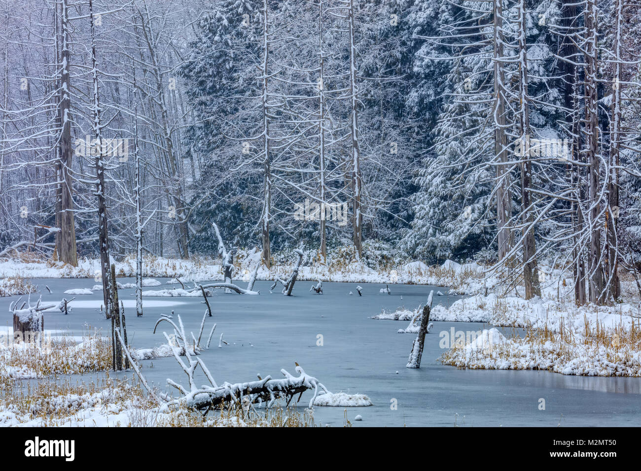 Marsh e coperta di neve alberi sulla isola di Vancouver Foto Stock