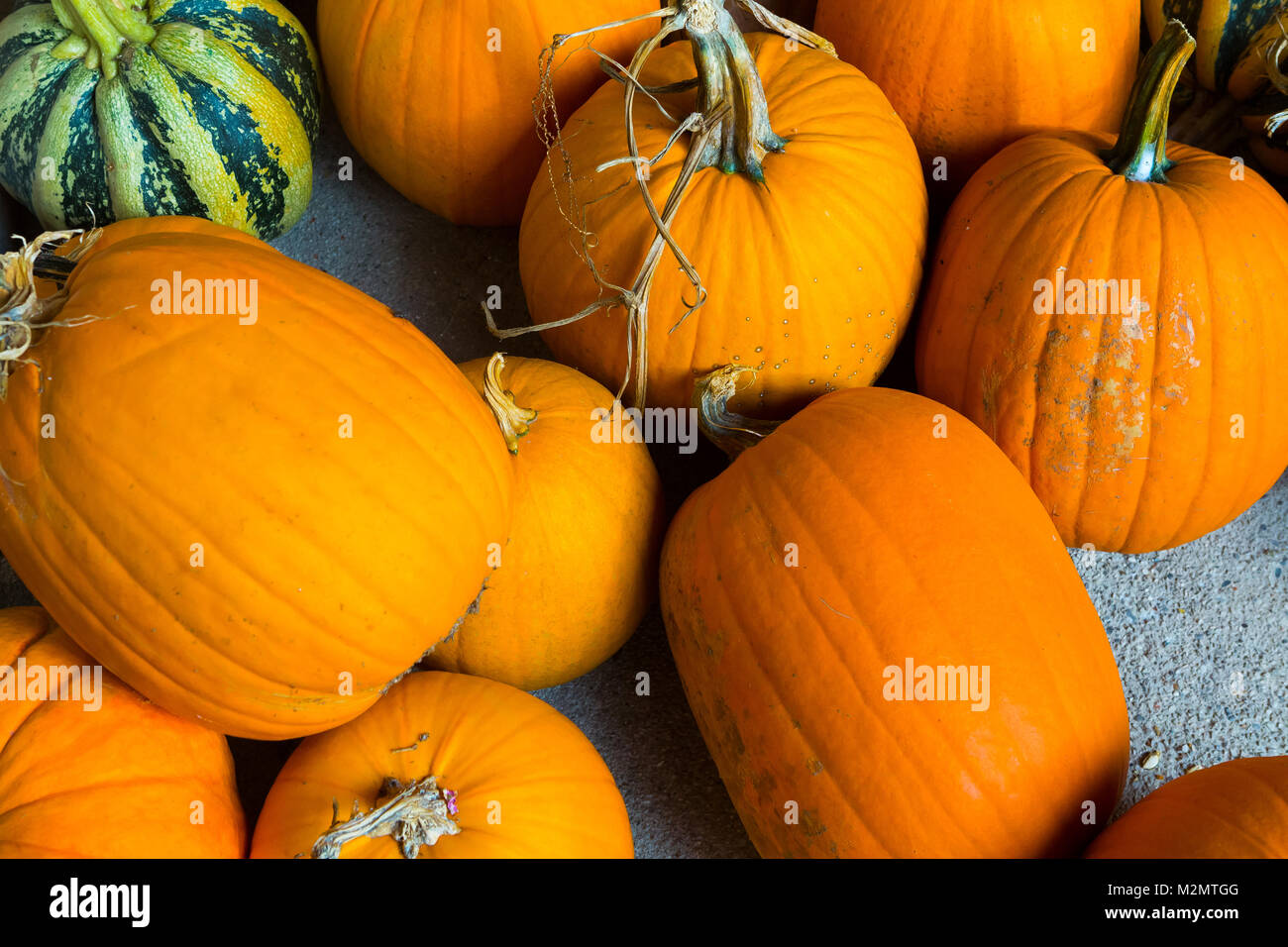 In autunno la zucca di rendimento di grazie e di Halloween - sfondo arancione zucca su un tavolo di legno. Foto Stock