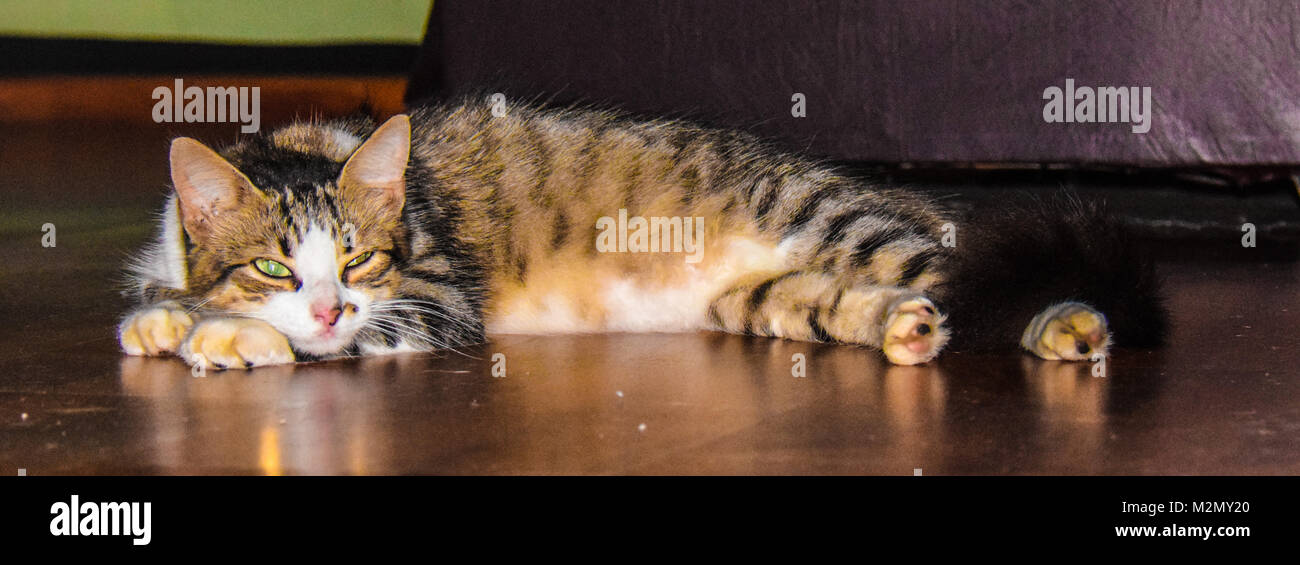 Tigre il gatto Foto Stock