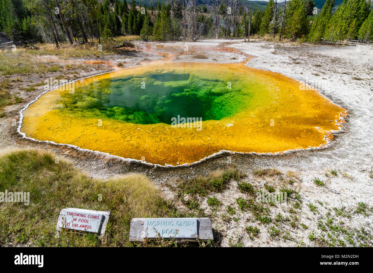 Gloria di mattina in piscina nel Upper Geyser Basin è uno dei mitici caratteristiche del Parco Nazionale di Yellowstone. Parco Nazionale di Yellowstone, Wyoming USA Foto Stock