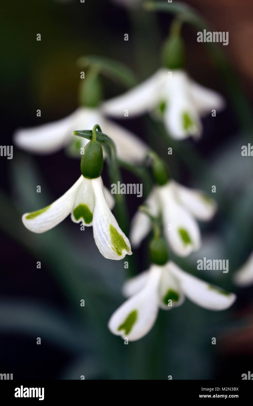 Galanthus trionfi, snowdrop, bucaneve, molla, fiori, fiori, fioritura, verde,mark,i contrassegni,distinti,caratteristico,RM Floral Foto Stock