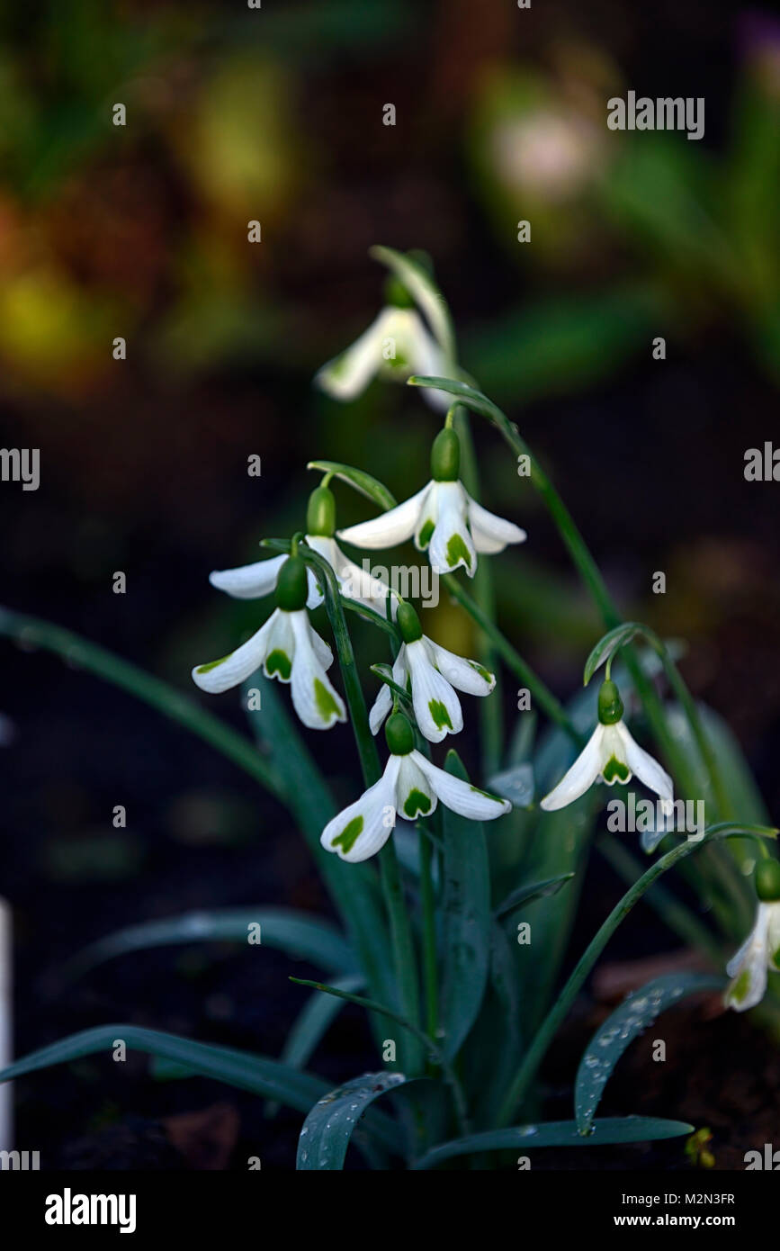 Galanthus trionfi, snowdrop, bucaneve, molla, fiori, fiori, fioritura, verde,mark,i contrassegni,distinti,caratteristico,RM Floral Foto Stock