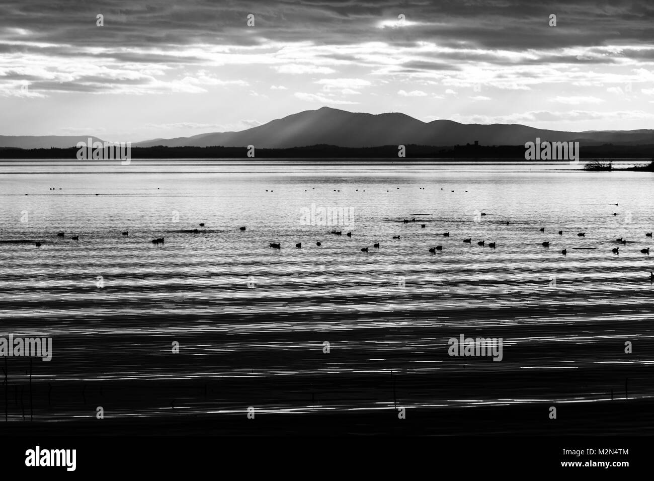 Bella e nitida acqua increspature sul lago Trasimeno (Umbria, Italia) al tramonto, con anatre e lontane colline Foto Stock