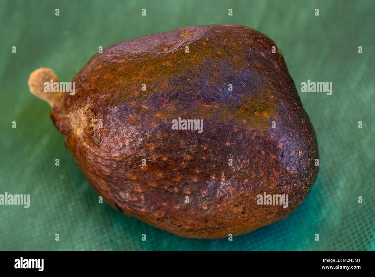 Doum palm seme (Hyphaene thebaica), pianta africana che produce l'avorio vegetale Foto Stock