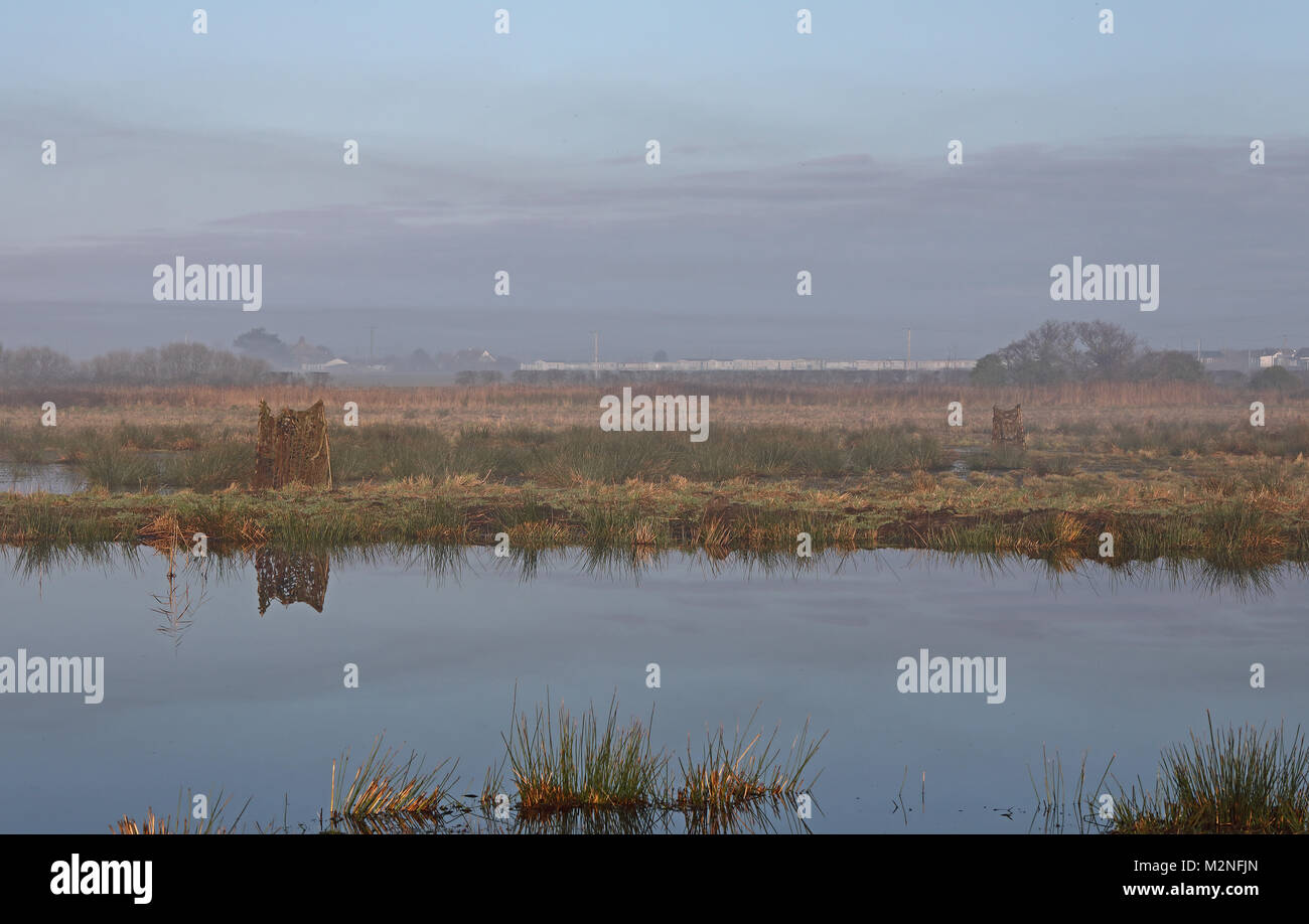 Schermate per la caccia su Marsh al livello più elevato Stewardship terra, su una mattinata nebbiosa Hempstead, Lessingham, Norfolk, Regno Unito Gennaio Foto Stock