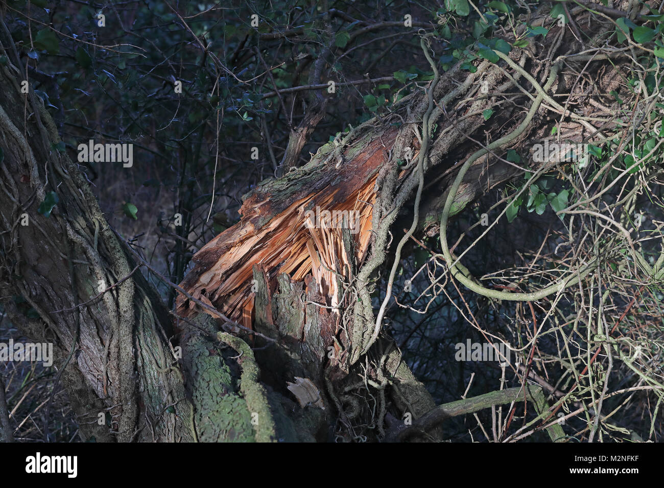 Albero di biancospino (Crataegus momogyna) tronco in frantumi dopo una burrasca Eccles-on-Sea, Norfolk, Regno Unito Gennaio Foto Stock