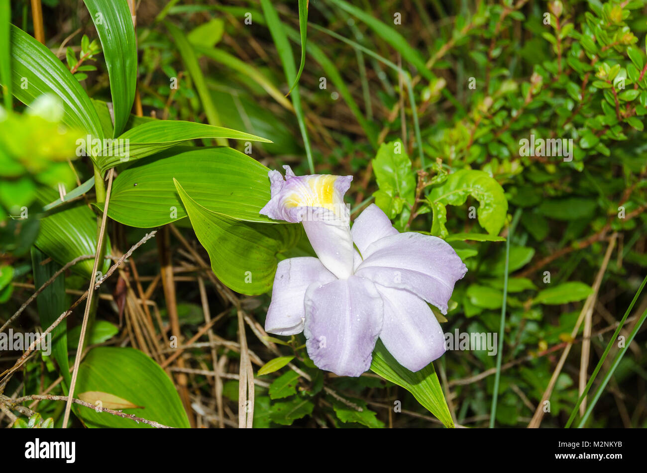 Viola fioritura di orchidee appartenenti al genere Sobralia o singhiozzo in una nube foresta di Monteverde in Costa Rica. Foto Stock