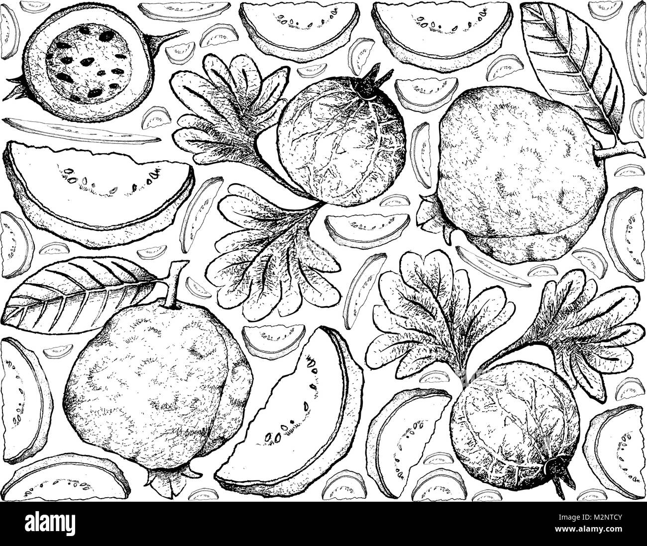 Frutti tropicali, illustrazione Backgroundof mano Bozzetto di guava e Indiane e uva spina Frutti. Illustrazione Vettoriale