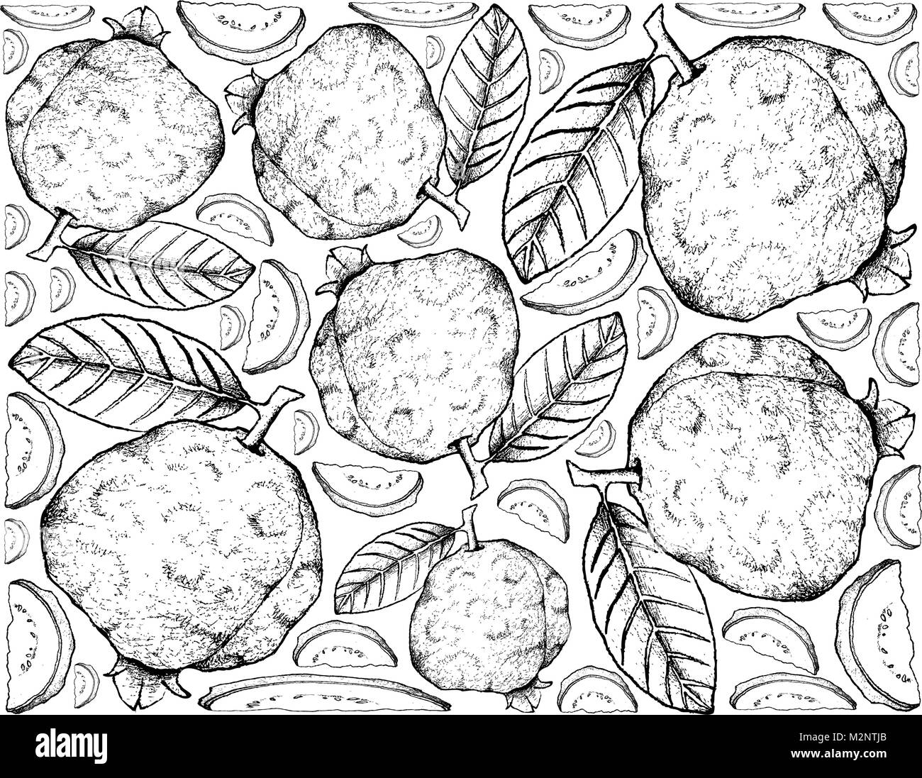 Frutti tropicali, immagine di sfondo di mano il bozzetto di Guava frutti. Illustrazione Vettoriale