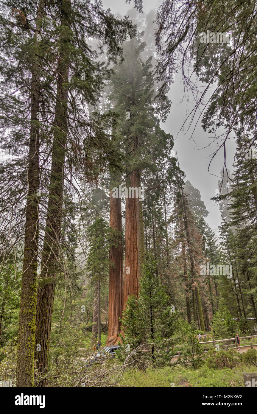Parco Nazionale di Sequoia Foto Stock