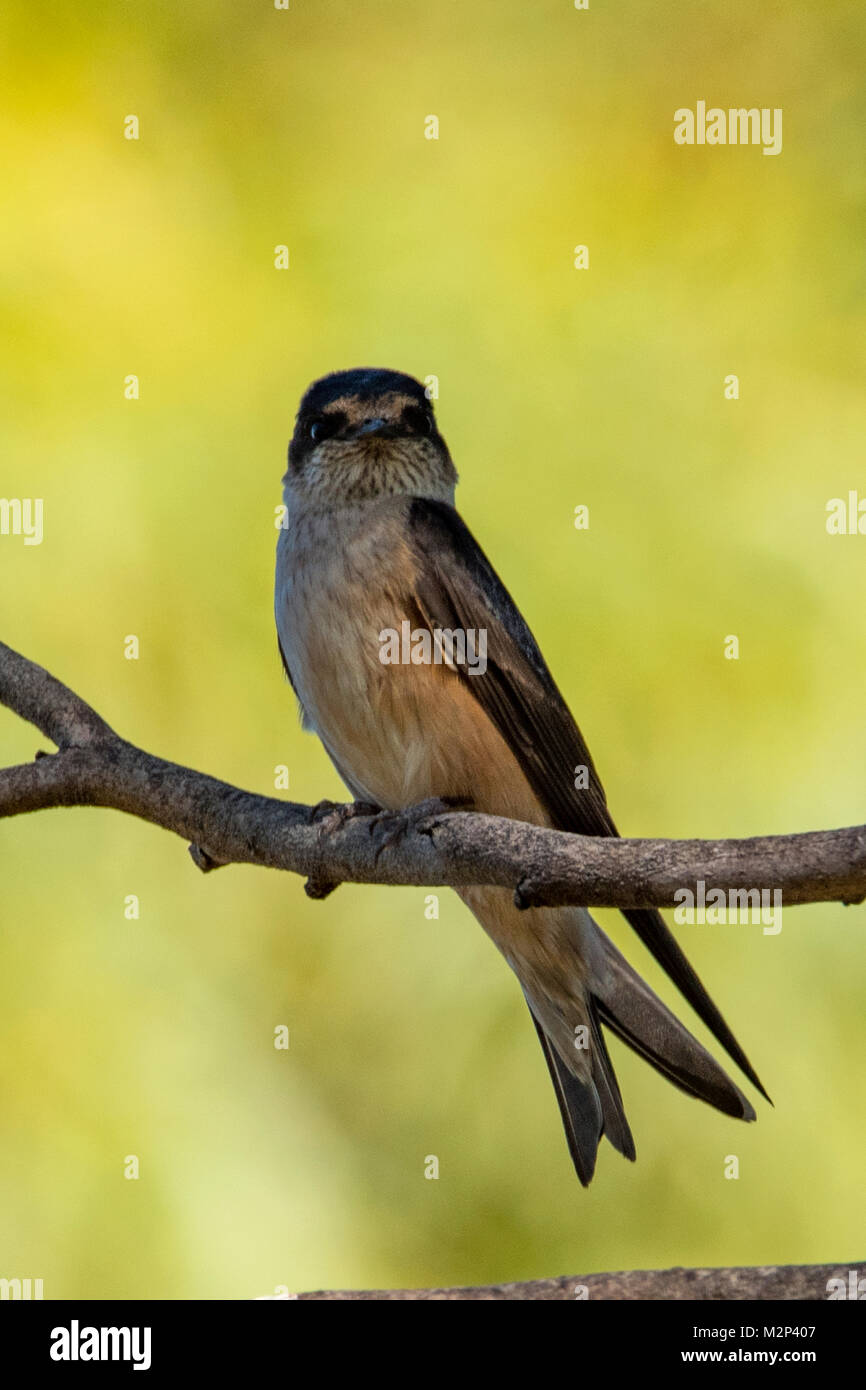 Casa Swallow, Hirundo rustica a Bathurst Harbour, Tasmania, Australia Foto Stock