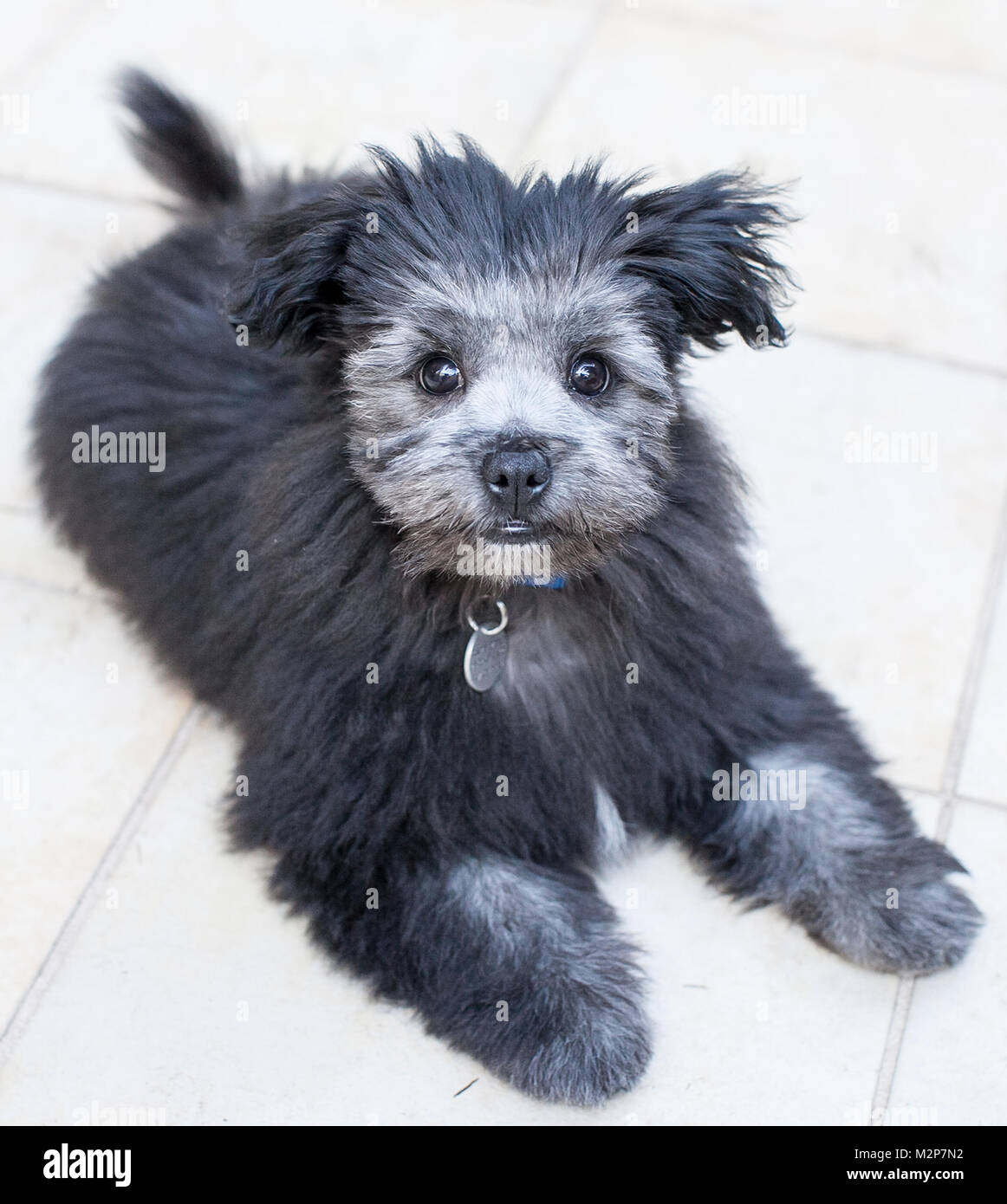 Un Maltese attraversato con Shih Tzu incrociati con cucciolo di Pomerania Foto Stock