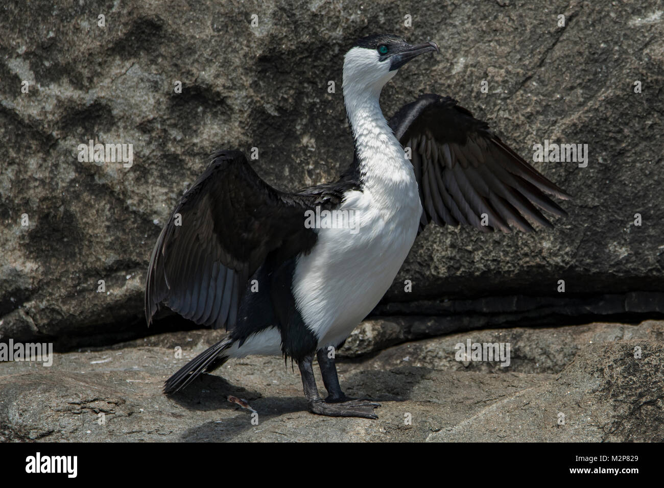 Nero-fronte, cormorano Phalacrocorax fuscescens a Cape Hauy, Tasman NP, Tasmania, Australia Foto Stock