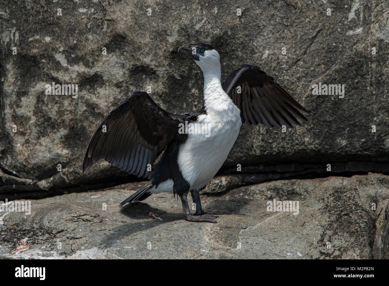 Nero-fronte, cormorano Phalacrocorax fuscescens a Cape Hauy, Tasman NP, Tasmania, Australia Foto Stock