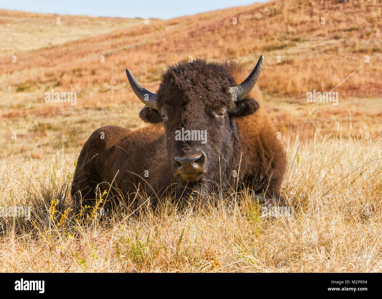 Un maestoso bufalo americano (Bison bison) sulla North American prateria. Foto Stock