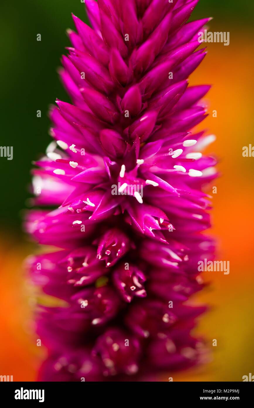 Poker primrose - rosa fiori luminosi Foto Stock