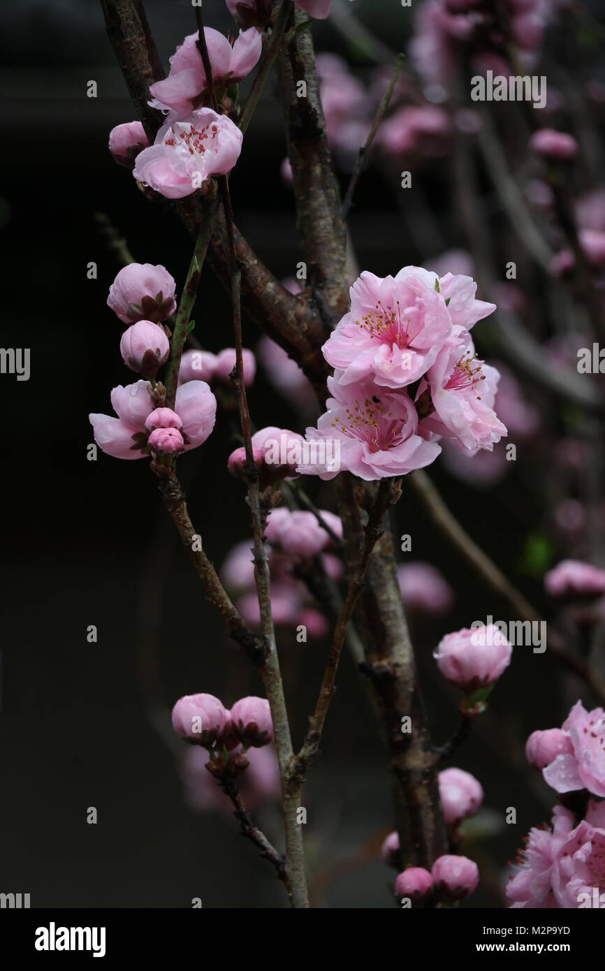 Close-up di diverse filiali su un giapponese di ciliegio con rosa fiori di ciliegio che sono apertura hanami durante la visualizzazione di stagione festival in Giappone Foto Stock