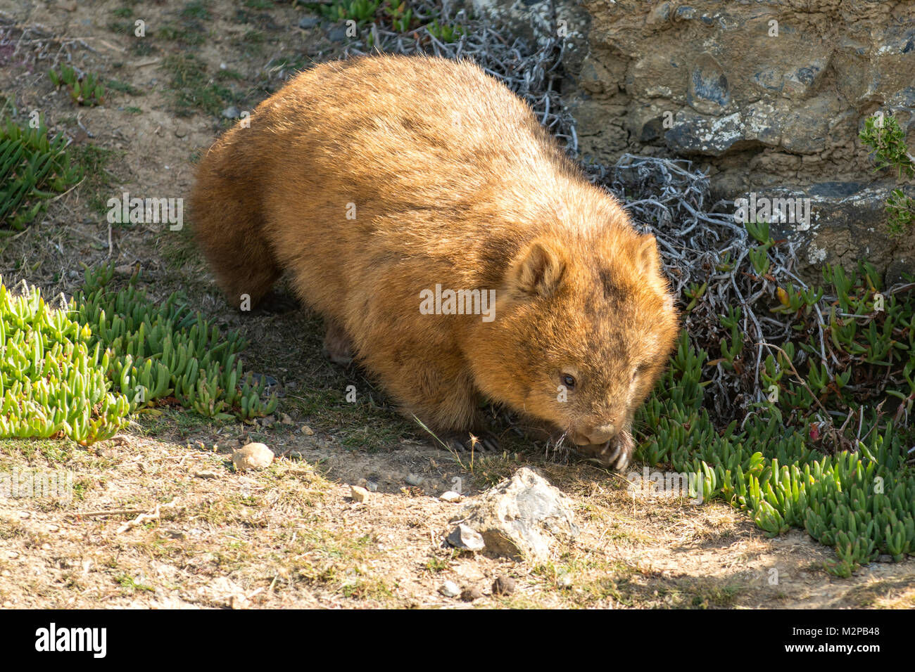 Comune Wombat, Vombatus Ursus Su Maria Island, Tasmania, Australia Foto Stock