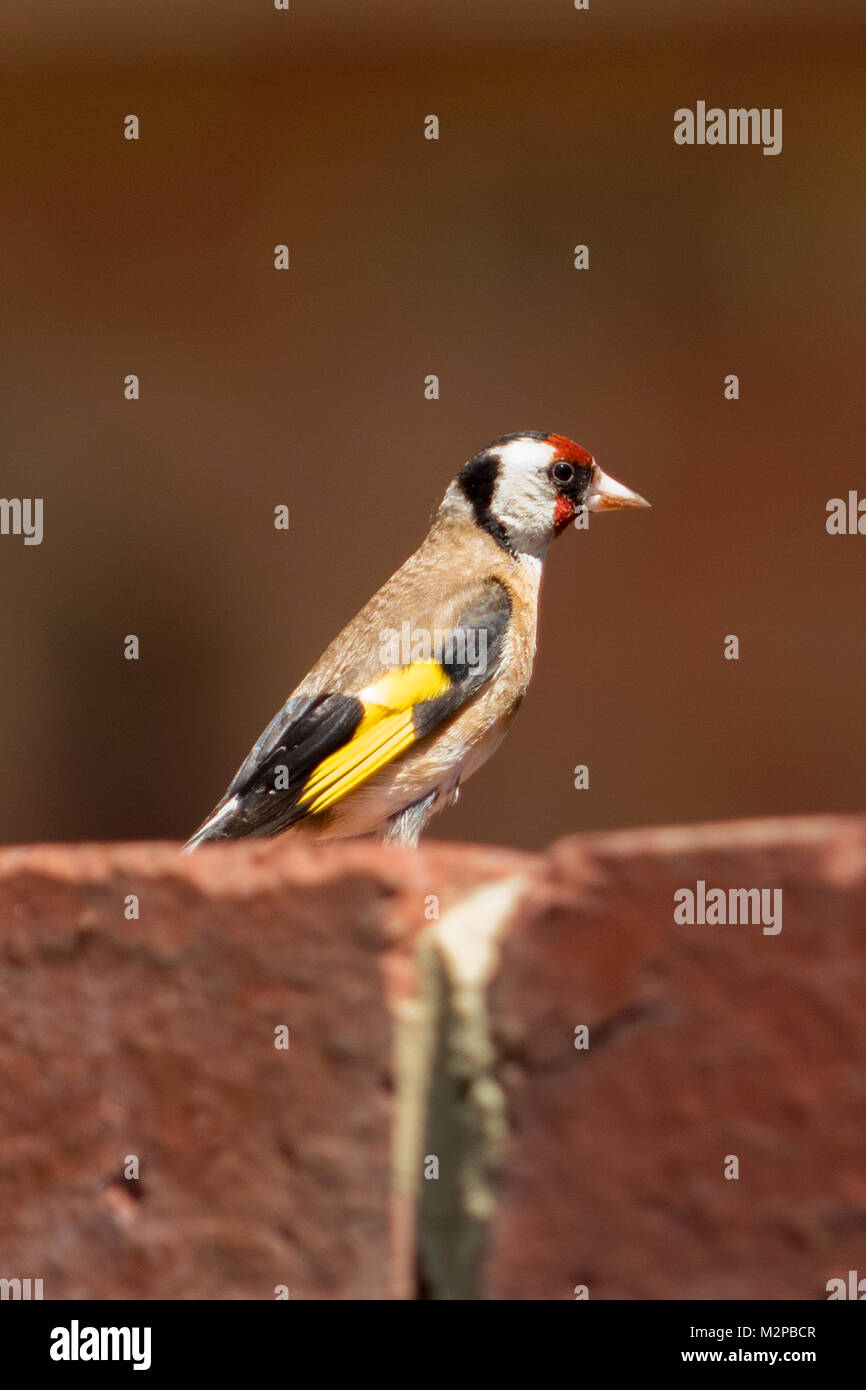 Unione cardellino, Carduelis carduelis presso il punto di batteria, Hobart, Tasmania, Australia Foto Stock