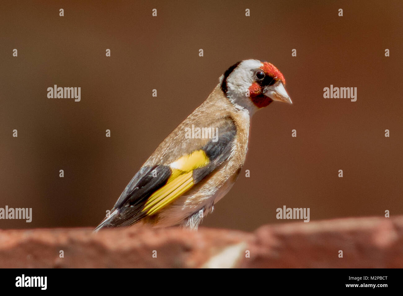 Unione cardellino, Carduelis carduelis presso il punto di batteria, Hobart, Tasmania, Australia Foto Stock