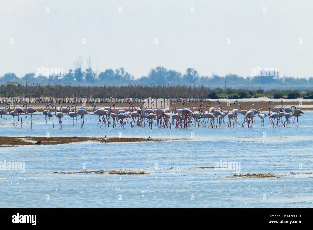Stormo di fenicotteri rosa da "Delta del Po' laguna, Italia. Panorama della natura Foto Stock
