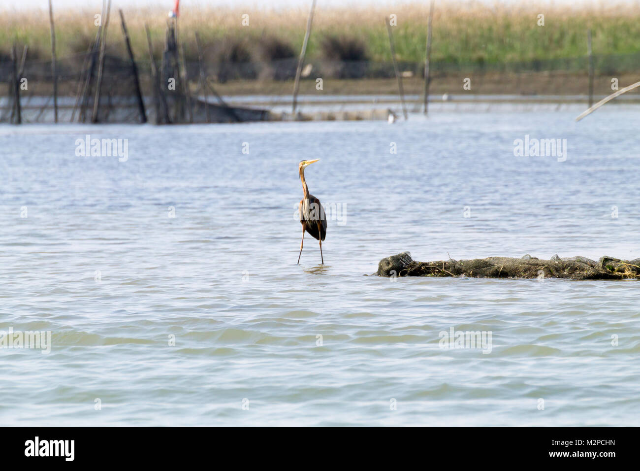 Airone rosso vicino fino dal fiume Po laguna, Italia. Per gli uccelli migratori. Natura italiana Foto Stock