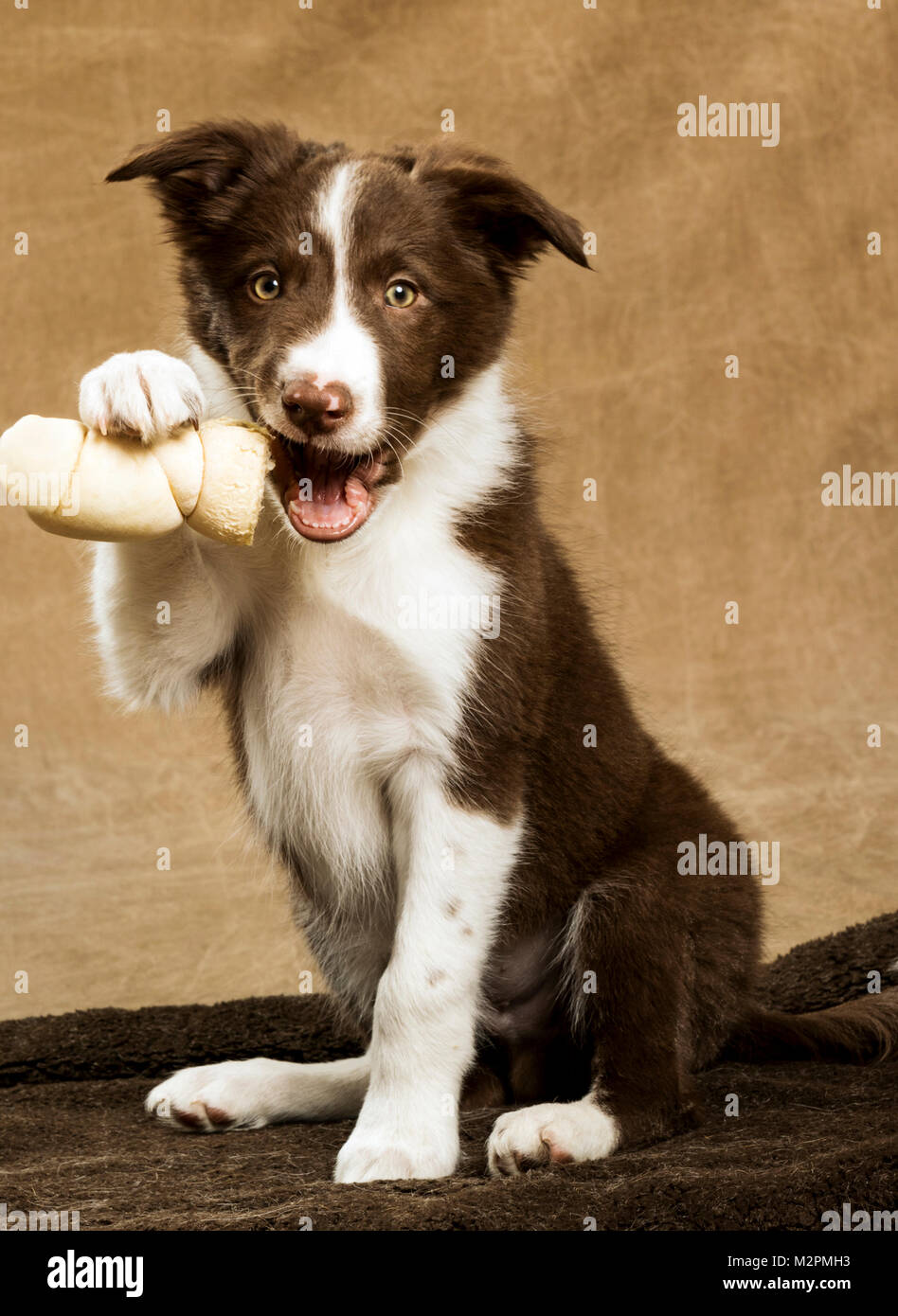 Biglietto D'Auguri Con Border Collie Marrone – Interno Vuoto, 144x148 Mm, Con Busta, Per Compleanno E Anniversario #8628