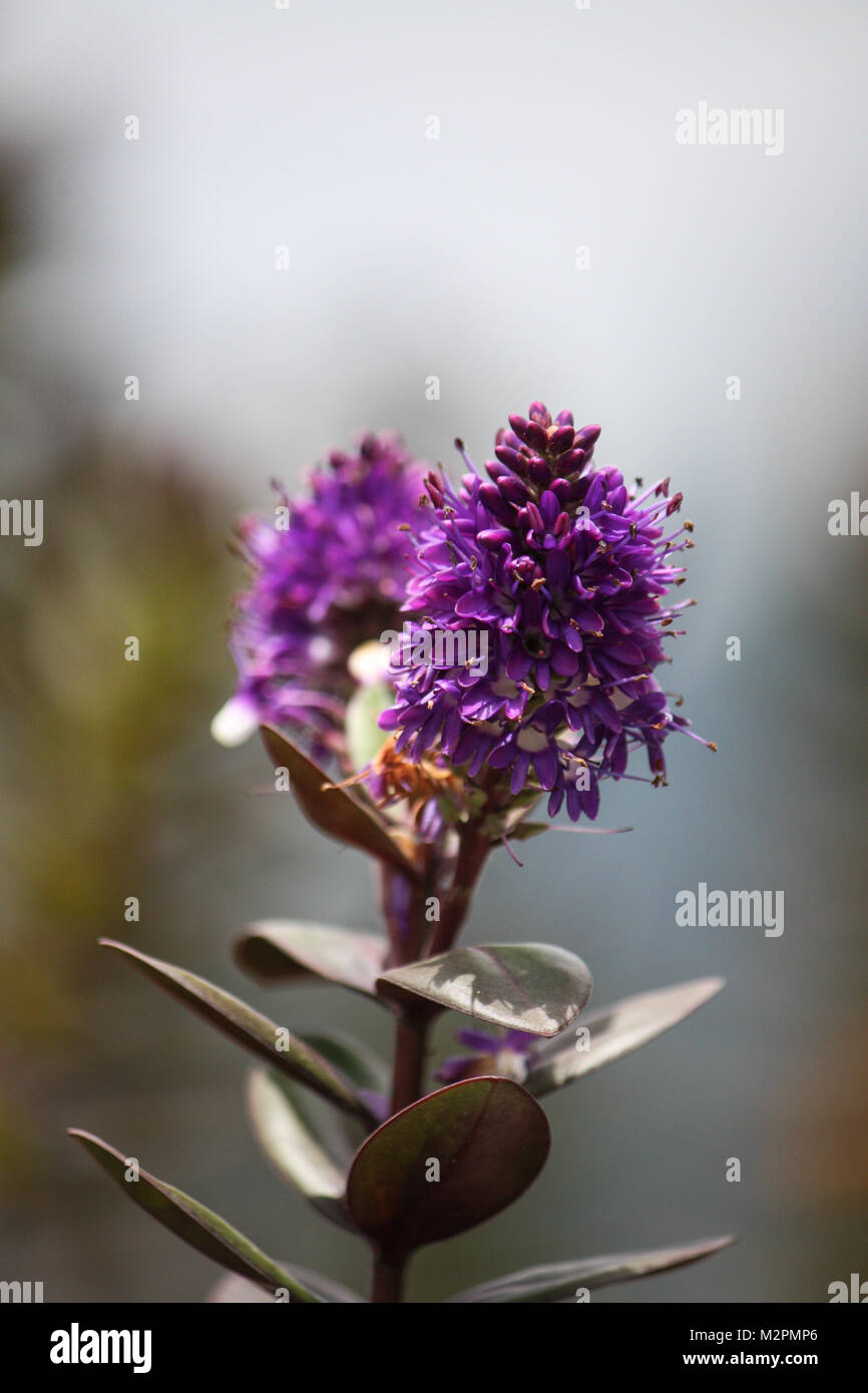 Close up viola di fiori selvatici con soft sfondo sfocato Foto Stock