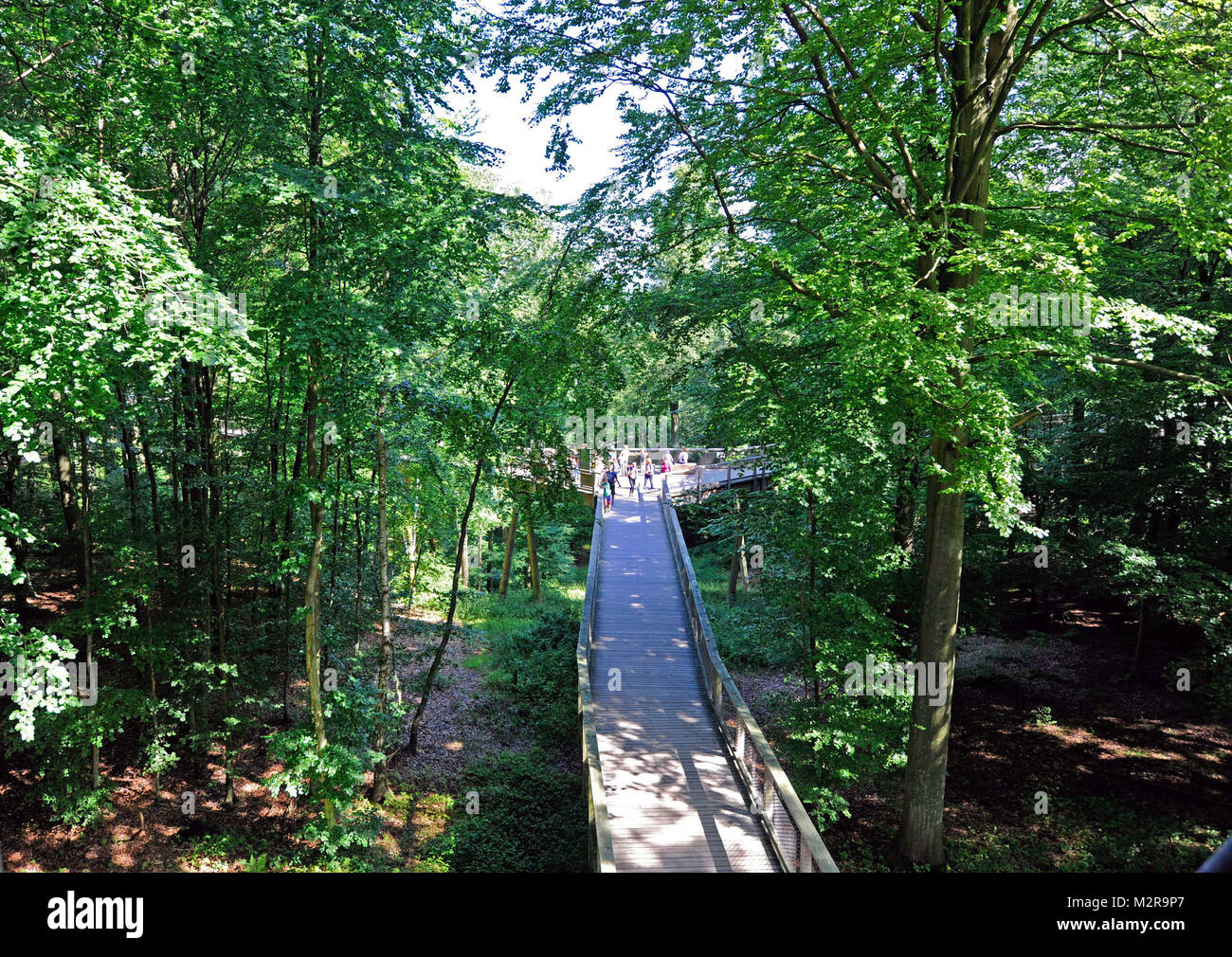 Baumwipfelpfad' (percorso) senza barriere nella natura erede al centro dell'isola Rügen con il forester house prora, Meclemburgo-Pomerania, Germania Foto Stock