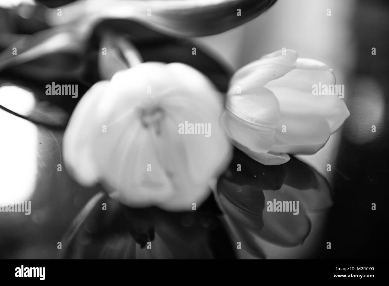 Tulipani bianco su nero tabella, sfocatura, b/w Foto Stock