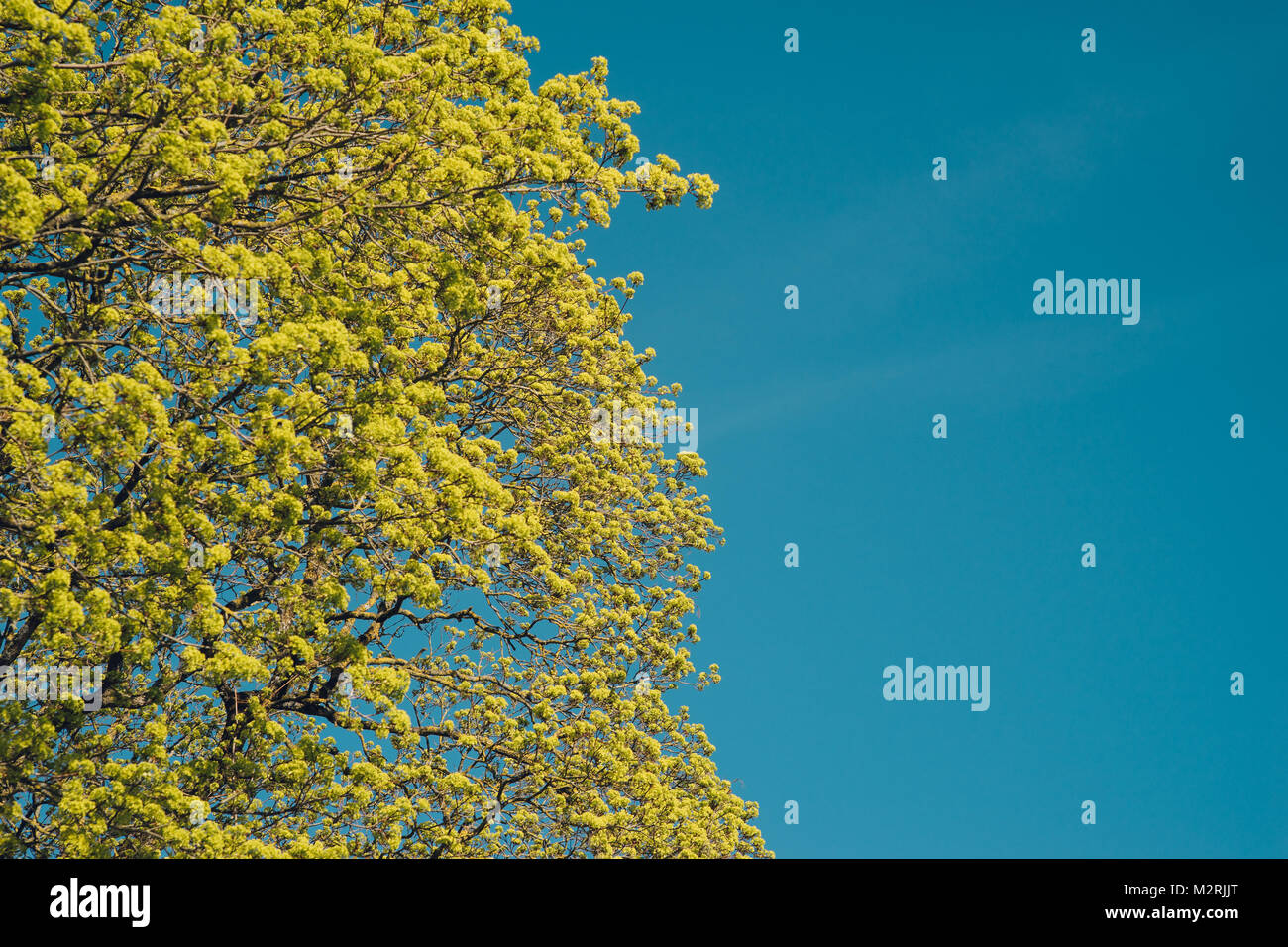 Fioritura a rami di un albero di acero nella molla contro il cielo blu Foto Stock