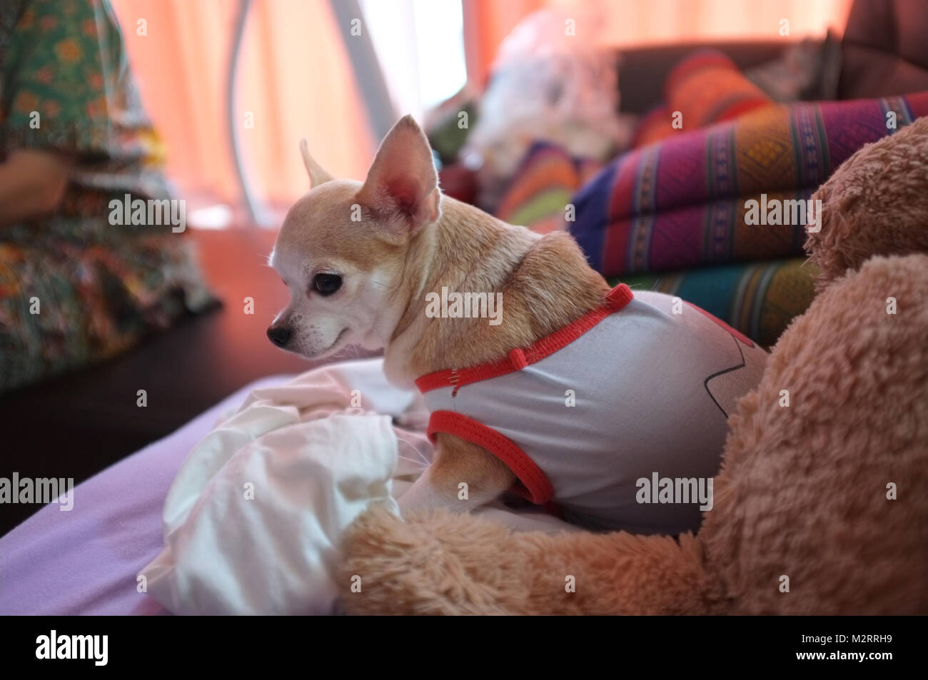 Carino chihuahua bianco sul divano , sentirsi soli , in attesa di amore Foto Stock