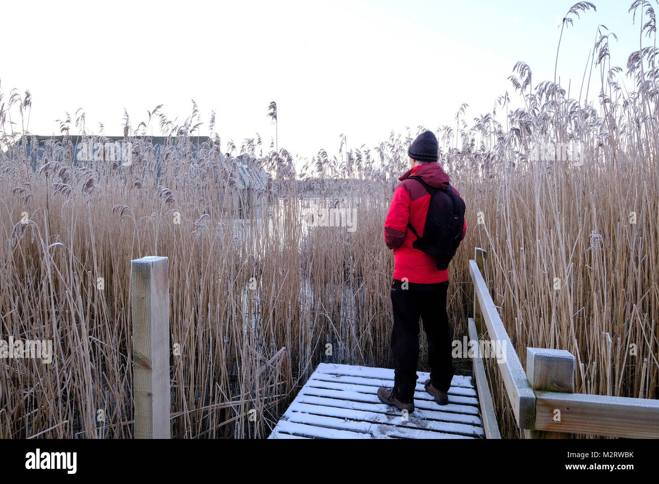 L'uomo prendendo in considerazione di Brockholes Riserva Naturale in inverno attraverso ance congelati Foto Stock