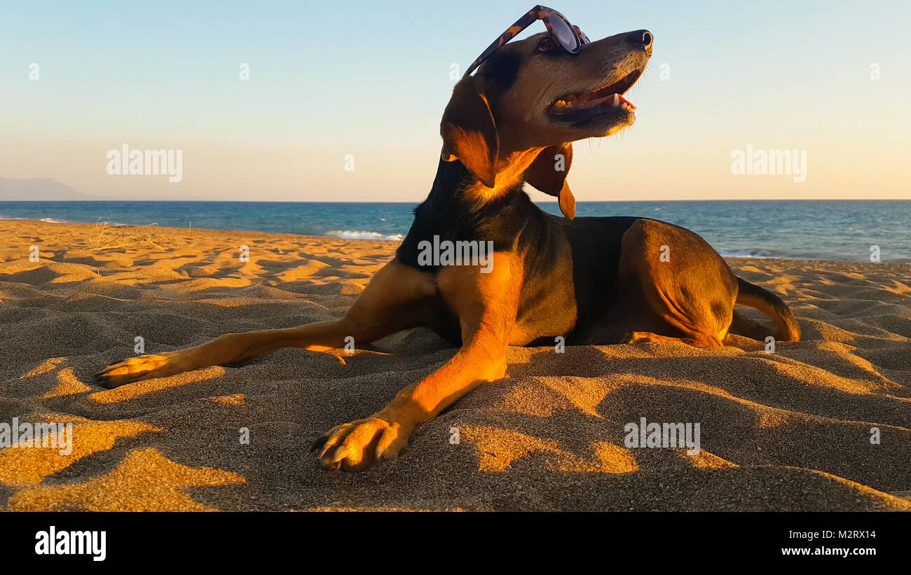 Happy dog in spiaggia indossando occhiali da sole. Un simpatico momento. Foto Stock