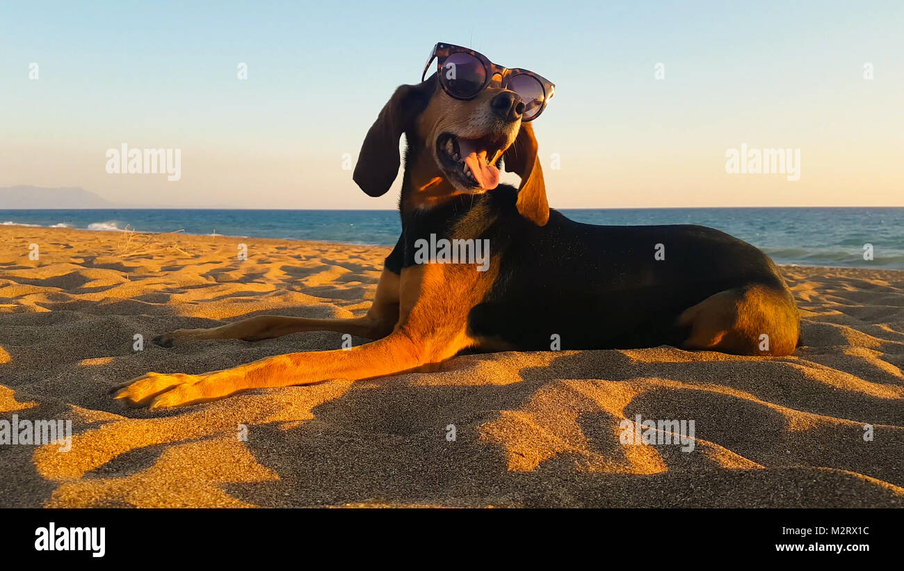 Bel ritratto di un cane di suoneria indossando occhiali da sole in spiaggia contro il tramonto. Foto Stock