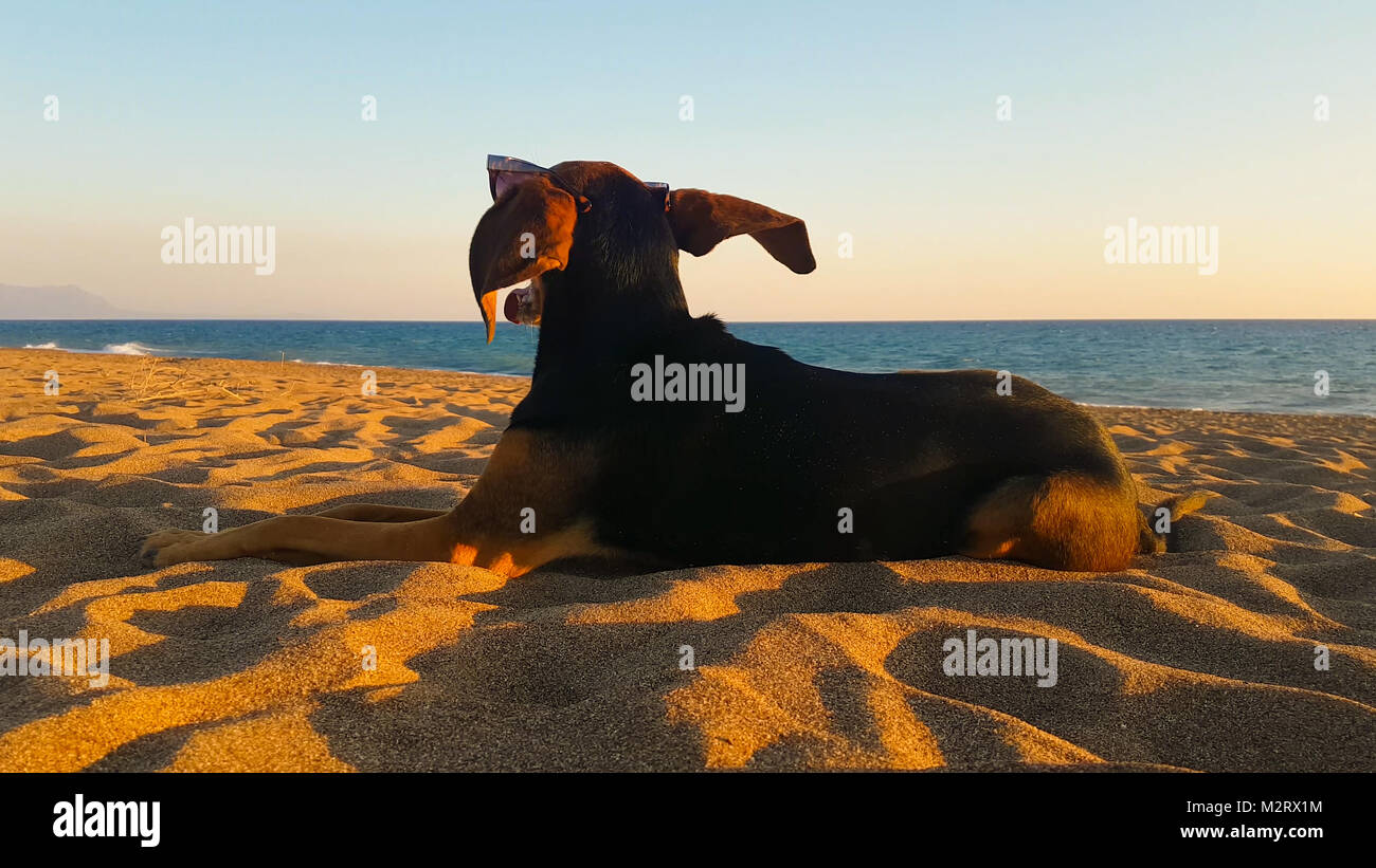 Ritratto di cane guardando la spiaggia mentre si soffia il vento. Un simpatico momento di relax. Foto Stock