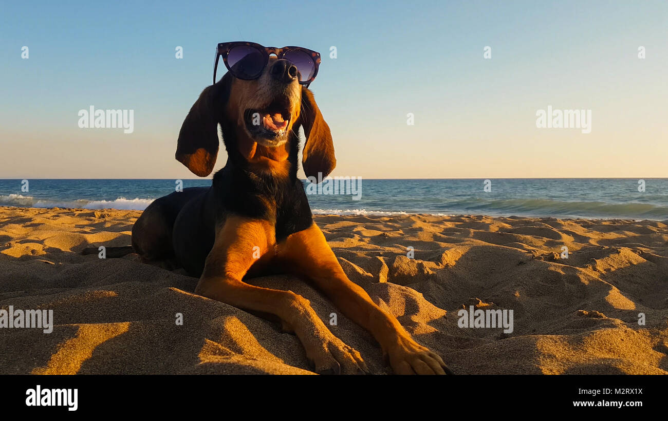 Raffreddare il cane con occhiali da sole a rilassarci in spiaggia. Foto Stock