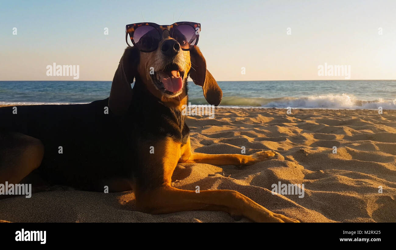 Ritratto di un cane di suoneria in spiaggia indossando occhiali da sole. Foto Stock
