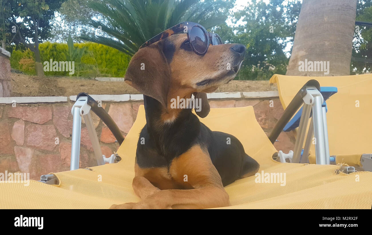 Estate cane su una chaise longue indossando occhiali da sole avendo divertimento. Foto Stock