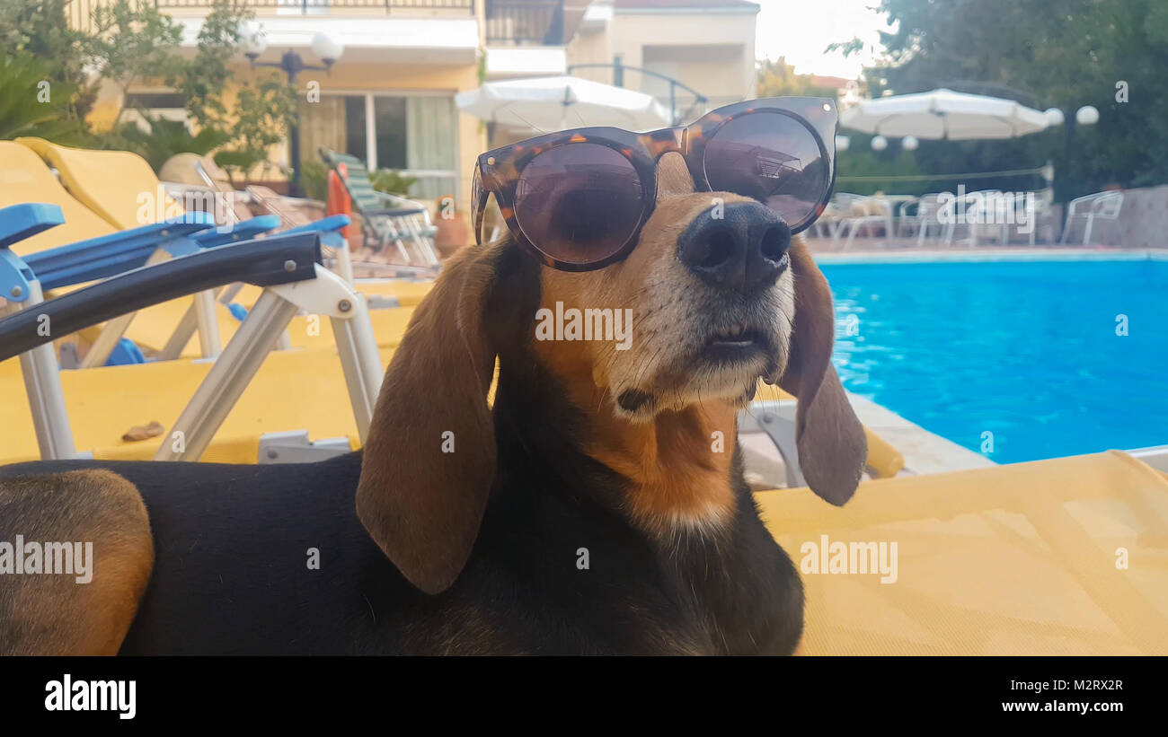 Funny vicino ritratto di un cane di suoneria indossando occhiali da sole seduto su una chaise longue. Foto Stock
