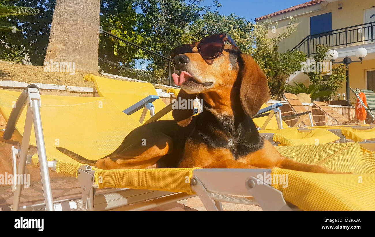 Divertente caccia cane su una chaise longue indossando occhiali da sole su un momento d'estate. Foto Stock