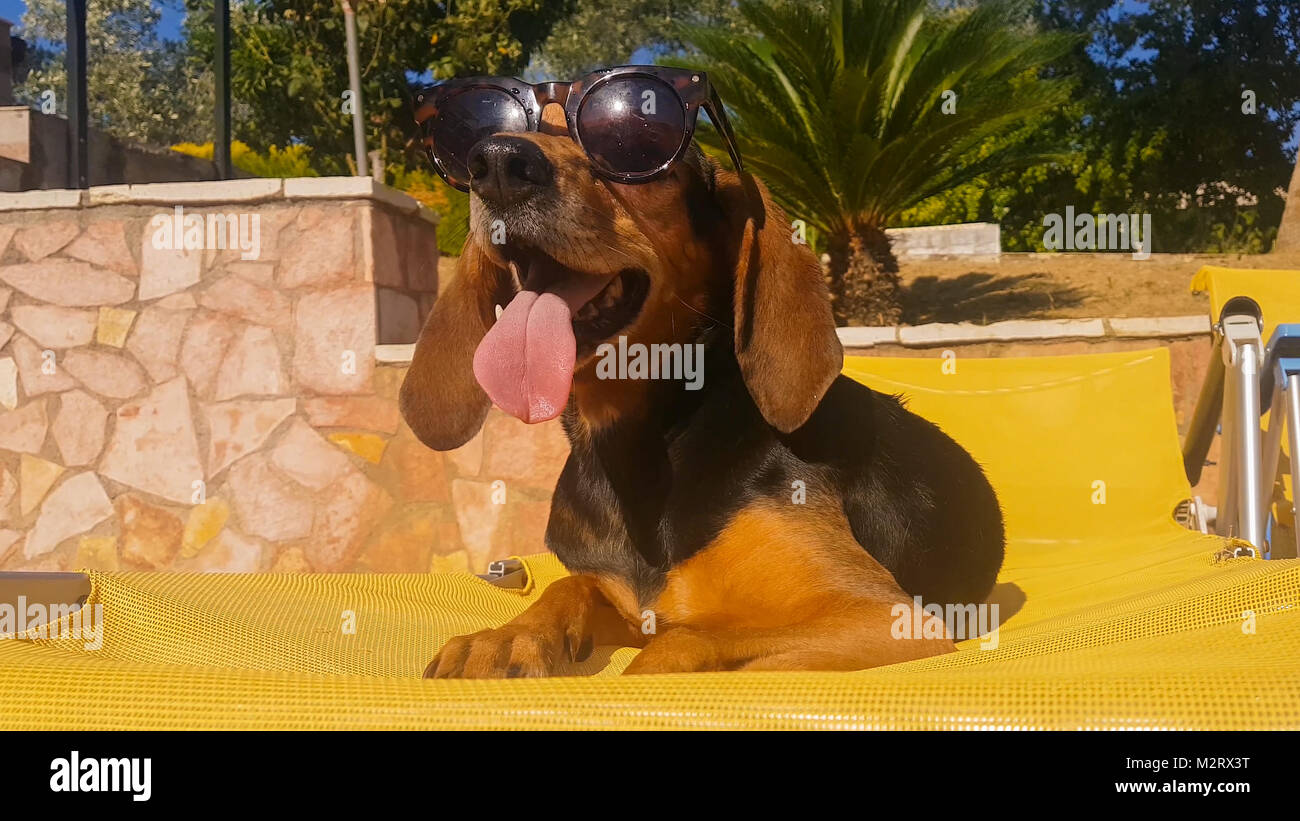 Cane con lunghe orecchie indossando occhiali da sole contro la piscina. Foto Stock